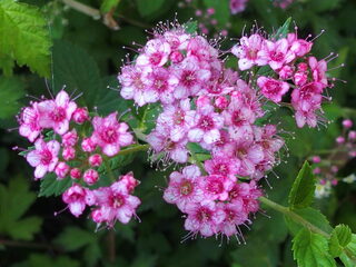 Vrije Geluiden viert mee met De Dag Van De Componist