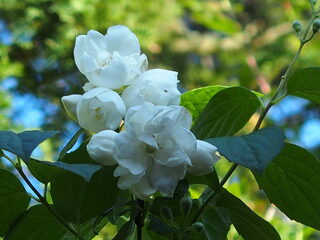 Vrije Geluiden: klinkend slot van de zondagavond