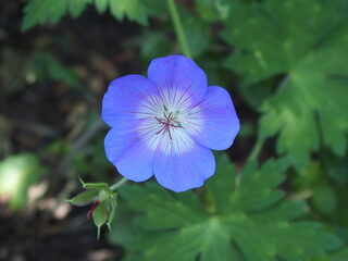 Dark Velvet & Een Harp Onder De Riem...