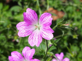 Kurkuma in Splendor!