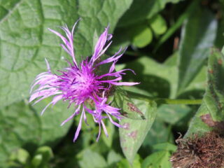 Klinkende tips van Vrije Geluiden
