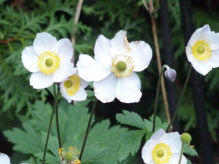 Vrije Geluiden Muziektips november 2022