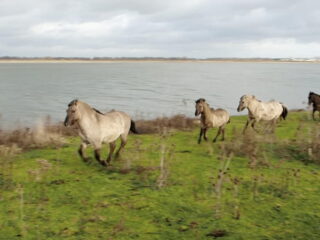 Vrije Geluiden walst het nieuwe jaar in...