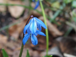 Vrije Geluiden Minimal