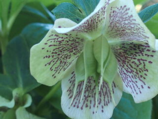 Vrije Geluiden VandaaG