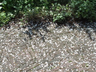 Vrije Geluiden VandaaG