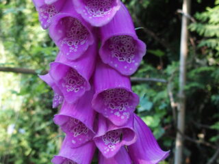 't Vrije Geluiden weekend 10 en 11 juni 2023