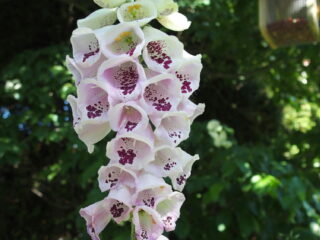 't Vrije Geluiden Weekend van 1 en 2 juli 2023