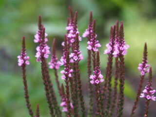 't Vrije Geluiden Weekend 12 en 13 augustus 2023