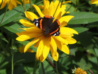 De Vrije Geluiden Zondag van 10 september 2023