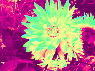 Vrije Geluiden: AUTO PLAY ON