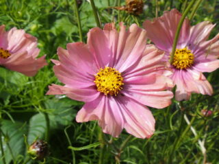 Vrije Geluiden Luistert Lera (en andere tips)