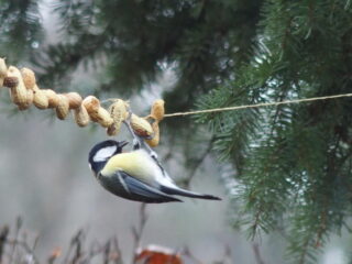 Vrije Geluiden Wintertip 9 + 10 december