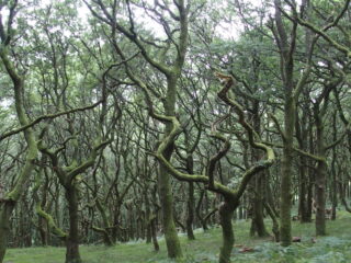 Vrije Geluiden groene kerstavond