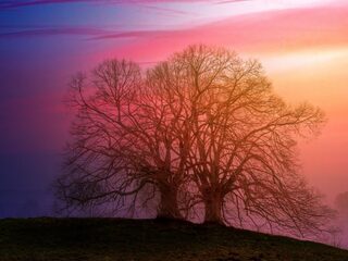 Zen in een minuut: Brahms - Drie Intermezzi, op. 117