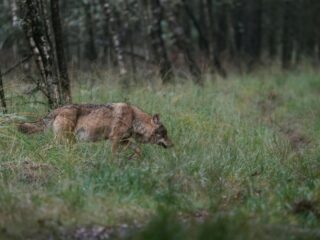 Veel componisten lieten zich inspireren door de wolf: luister het hier