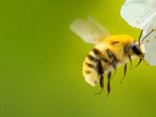 Filmmuziek Top 3: The Magic Faraway Tree, For All Mankind & Secrets of the Bees