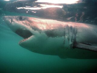 De spannendste soundtracks vol suspense