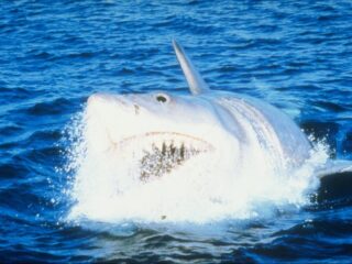 Componist Anne-Maartje Lemereis en filmjournalist Noa Johannes ontleden iconische filmmuziek