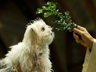 Dierendag en nu zelfs een opera: zo leeft Franciscus van Assisi 800 jaar later voort