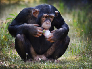 Drummende chimpansees blijken ritmegevoel te hebben