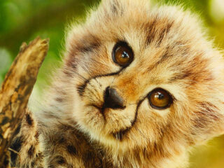 Filmmuziek Top 3: Yanuni, 10 DANCE & Born To Be Wild