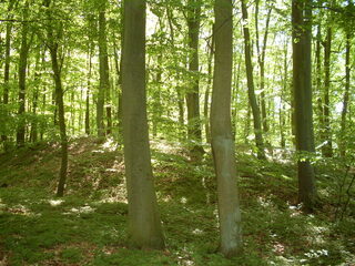 Bach-bos wordt aangeplant