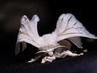 Britse componist maakt muziek met motten