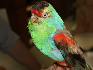 Vogelzang verdrijft popartiesten uit Australische album top 5