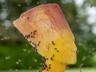 Duizenden bijen werkten mee aan deze kunst
