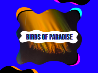 Remy van Kesteren en anderen mixen klassiek met elektro