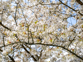 Een week lang Kalm met Klassiek