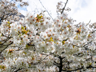 Zen in één minuut: Elisabeth Leonskaja speelt Mozart