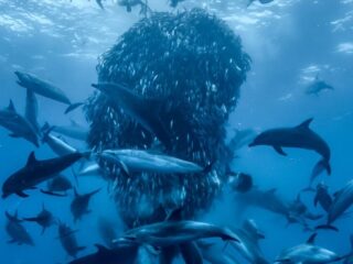 Deze muziek van Steven Price hoor je in de documentaire 'Ocean with David Attenborough'