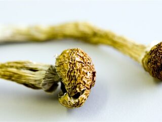 Muziek met paddo's mogelijk goed tegen depressie