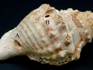 6000 jaar oude schelptrompetten mogelijk ook voor muzikale doeleinden gebruikt volgens Catalaanse archeologen