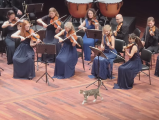 Kattenkwaad op het podium in poezenstad Istanbul