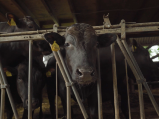 Het effect van muziek op dieren