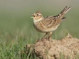 Ralph Vaughan Williams genootschap start leeuwerik-actie