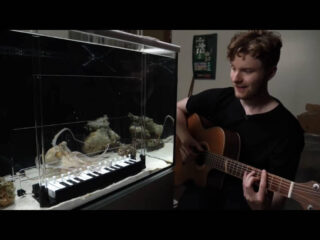 Zweedse YouTuber leert octopus piano spelen