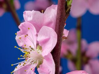 Wat is... de vastentijd?