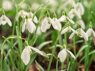 Wat is... Witte Donderdag?