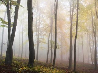 Zen in één minuut: Antonín Dvořák - Waldesruhe