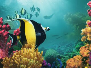 Jacob Shea en Laurentia Edithas scoren BBC's natuurdocumentaire 'Asia'