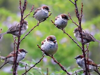 Zen in één minuut: Anna Fedorova speelt Rachmaninov