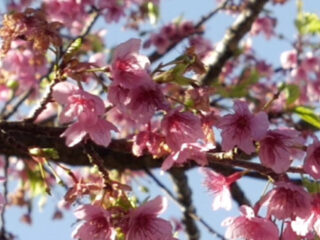 Zen in één minuut: Gabriel Fauré - Cantique de Jean Racine