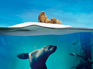 Kippenvel: Hans Zimmers soundtrack voor BBC's Blue Planet II