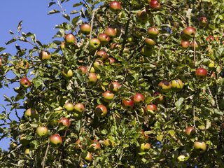 Dag 2: Van Uithoorn naar Boskoop