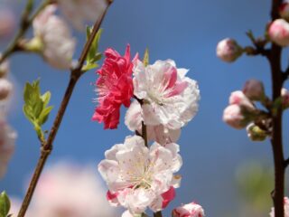 De meimaand in vijf liederen