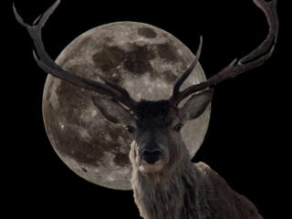 Klassieke Top 400 in De Nacht: beluister de complete muziekstukken